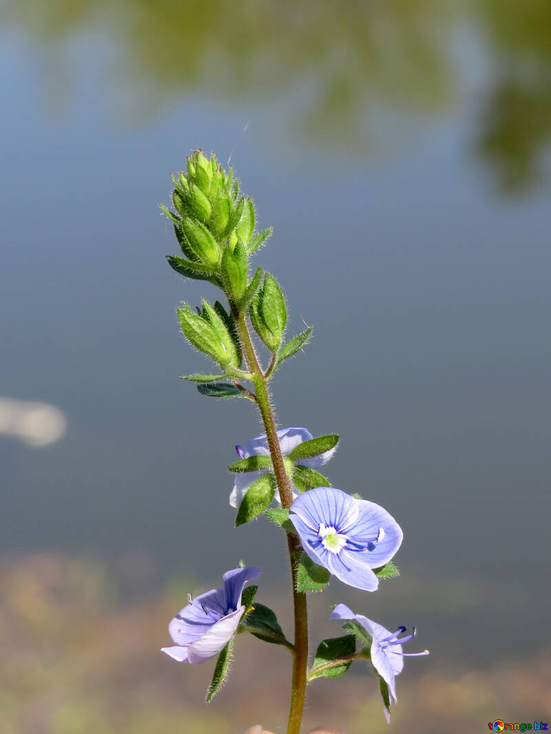 Flower near water №26551