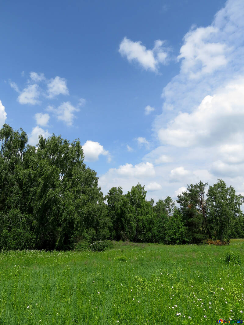 Paysage d`été №26668