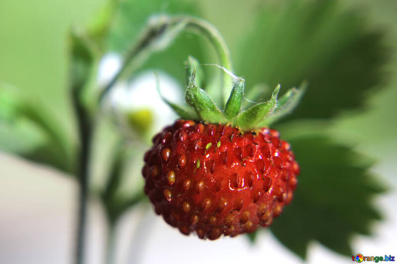 Strawberries macro №26004