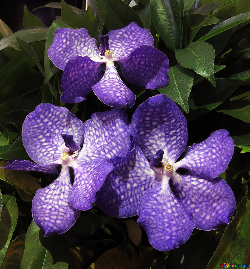 Orchidee №26622