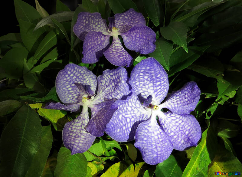 Orquídea №26624