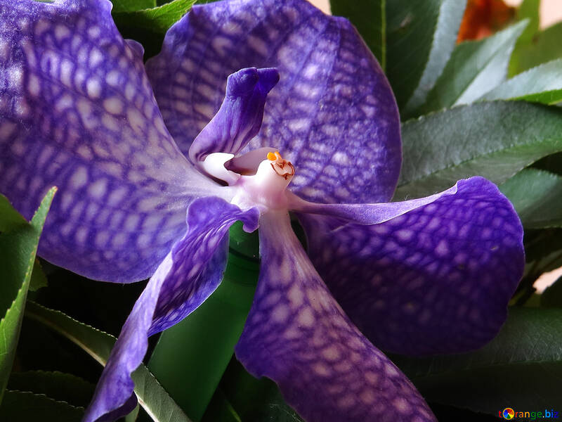 Belle orchidée tachetée №26634