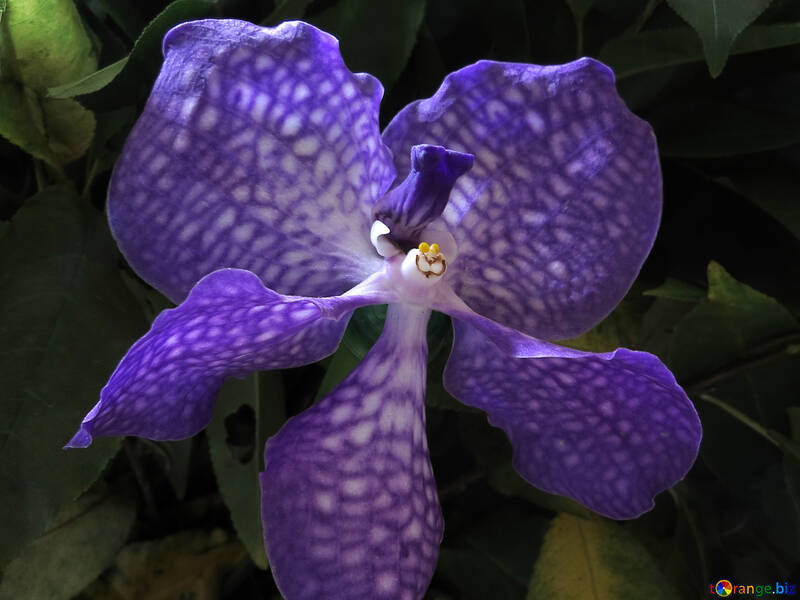 Orchidea blu №26616