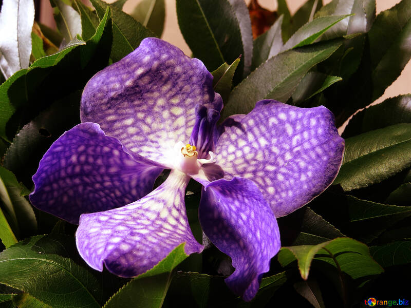 Orchidea maculata blu №26630