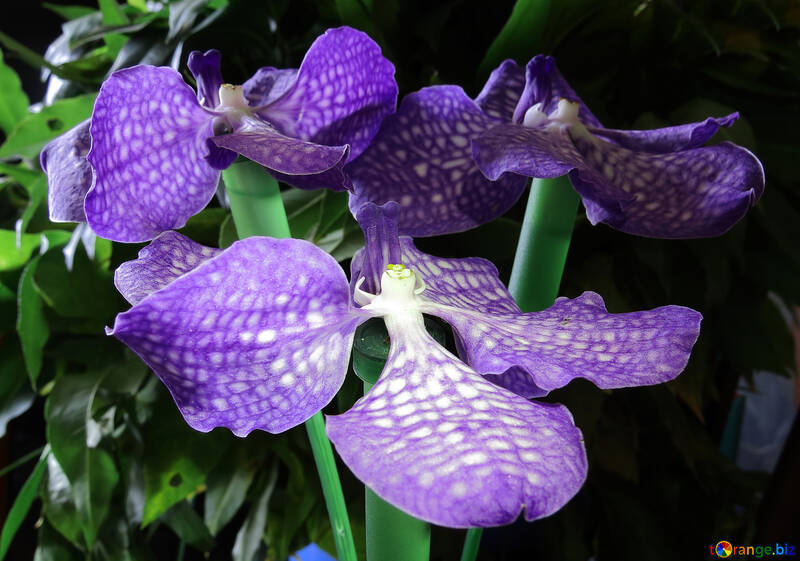 Orchid bouquet №26625