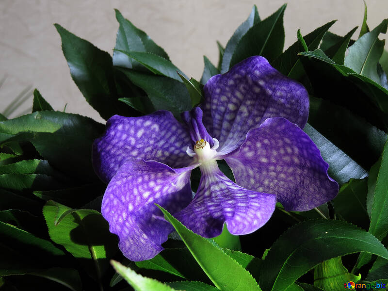 Orchidée en bouquet №26629