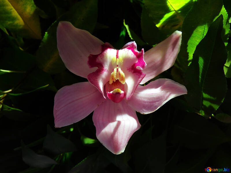 Orquídea brillante №26610