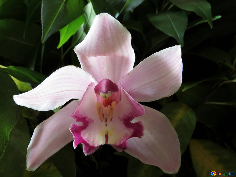 Orquídea brillante №26614