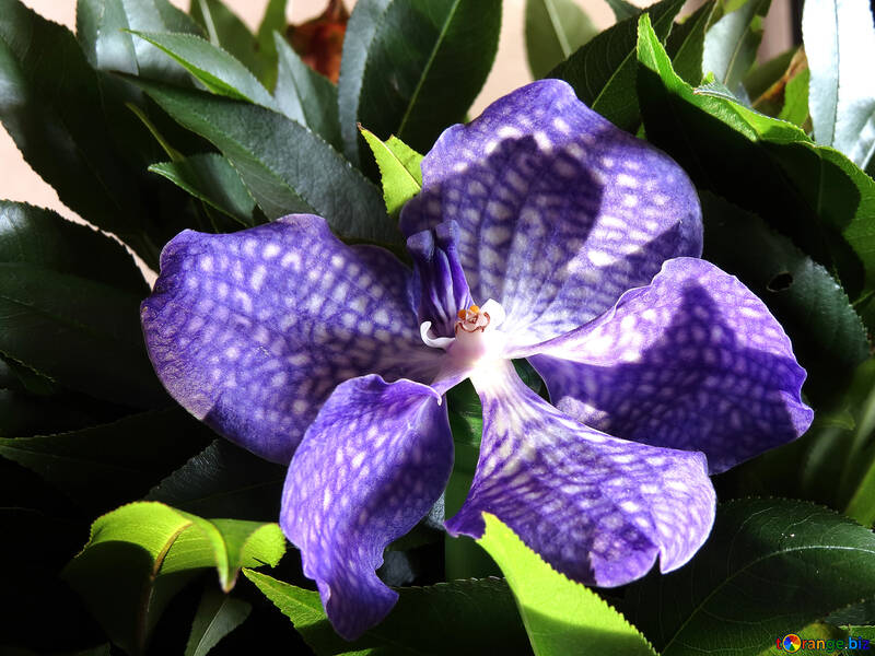 Orquídea brilhante №26631