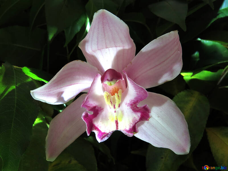 Ніжна орхідея №26604