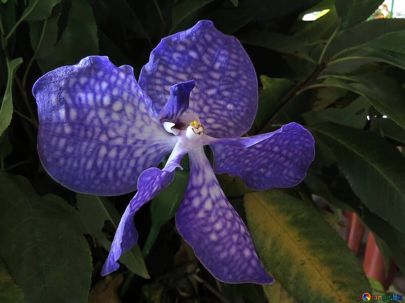 Fleur d`orchidée №26615