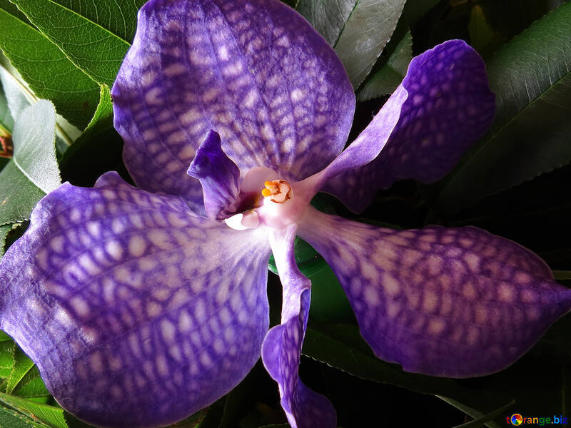 Original Orchidee №26635