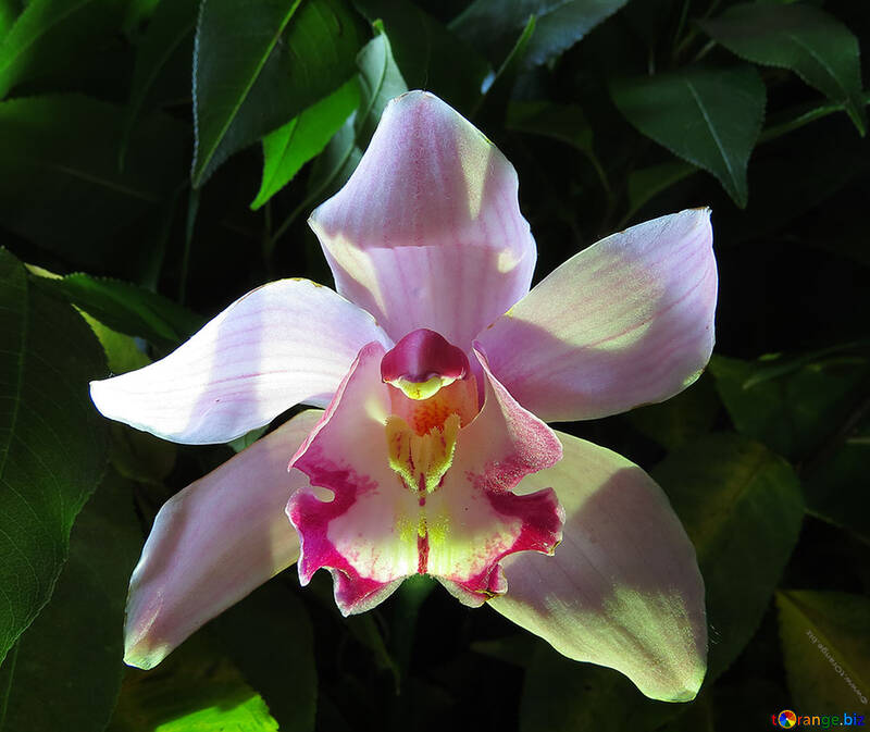 Orchidea bianca №26586