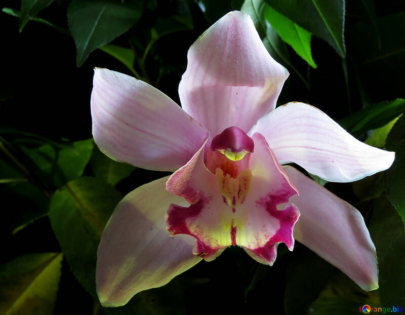 Orquídea blanca №26611