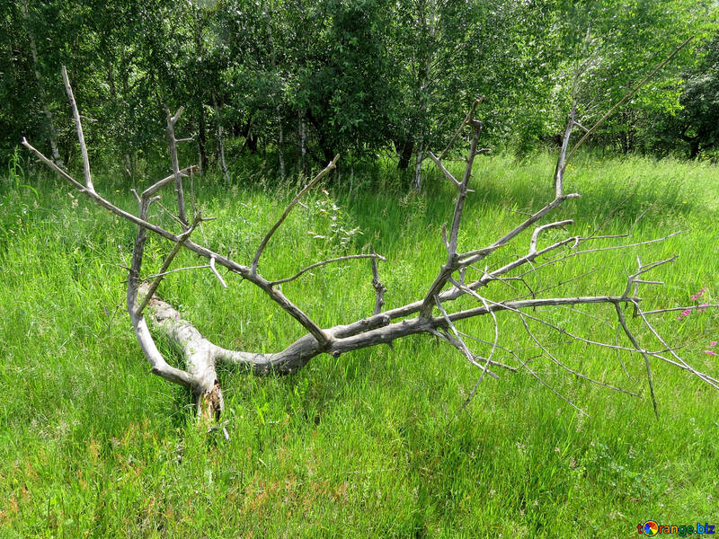 Zweige der abgefallener Baum №26669