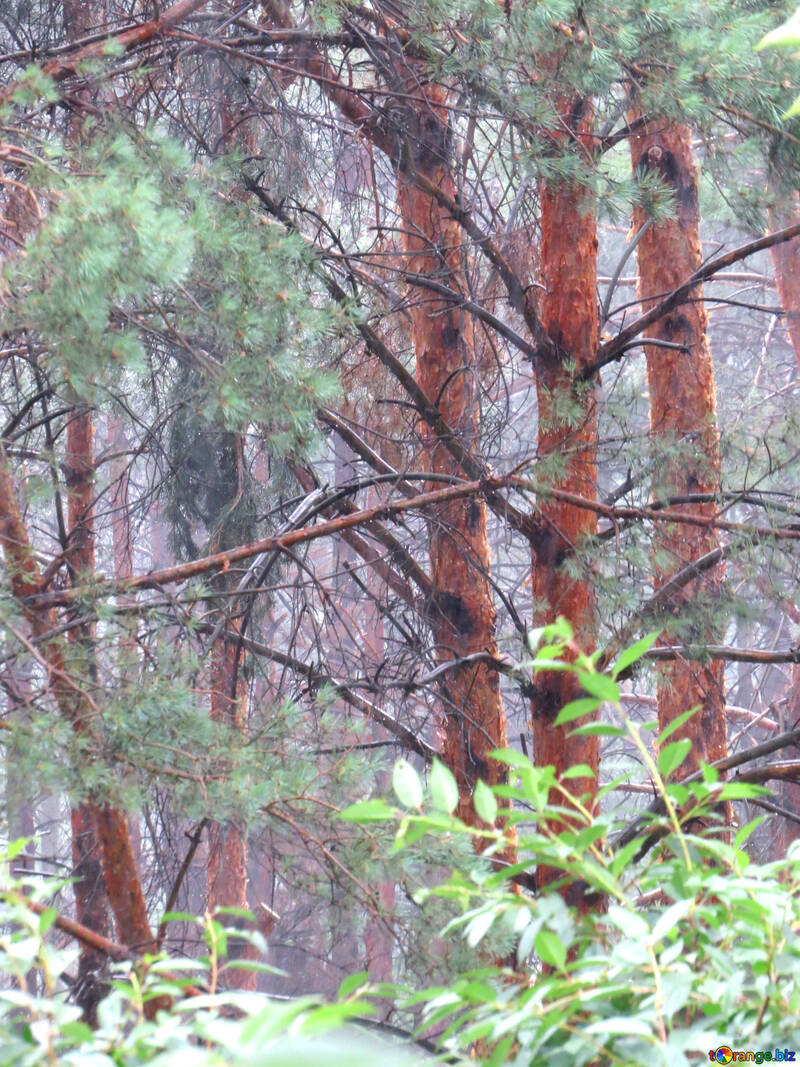 Rain in the pine forest №26906