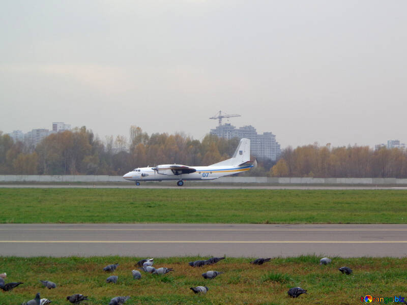 Birds on the runway №26542