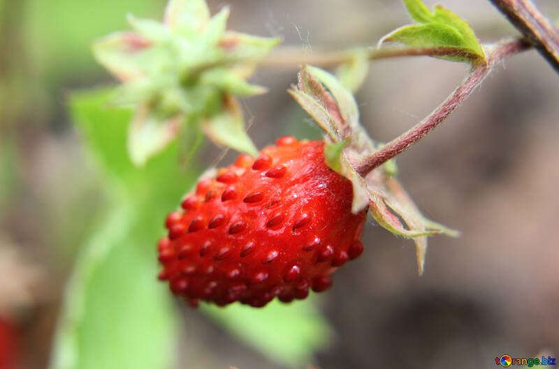 Strawberries №26040