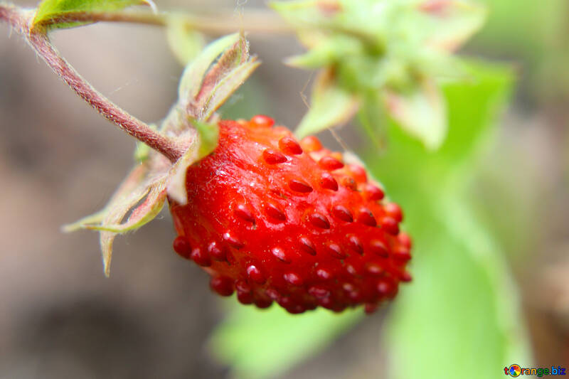 Strawberries №26041