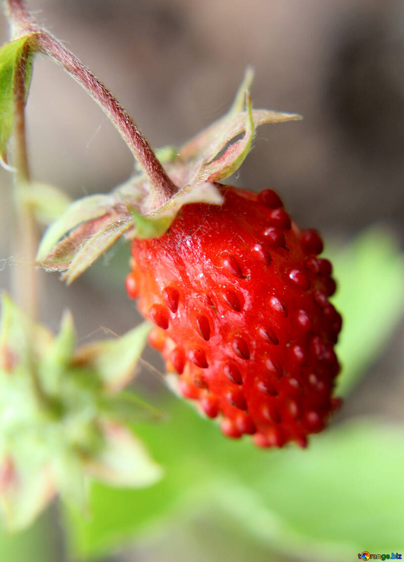 Strawberries №26042