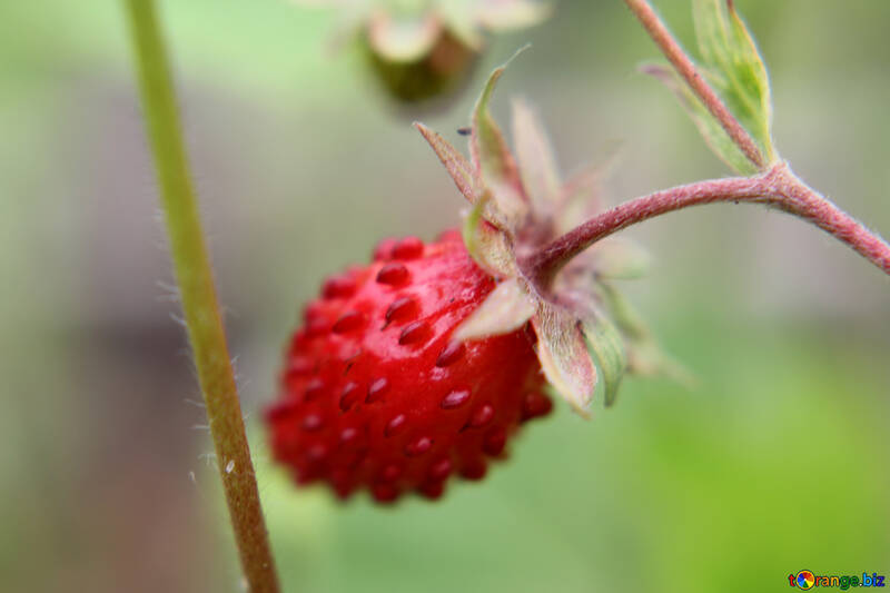 Strawberries №26048