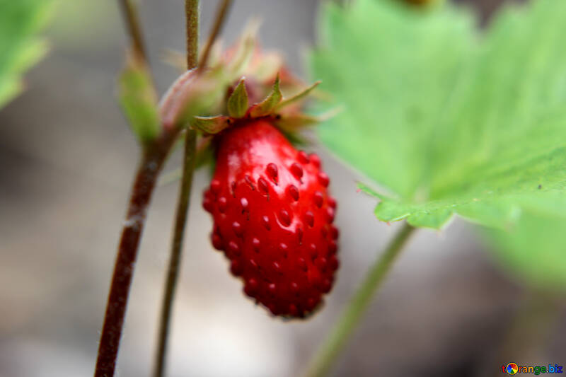 Strawberries №26053