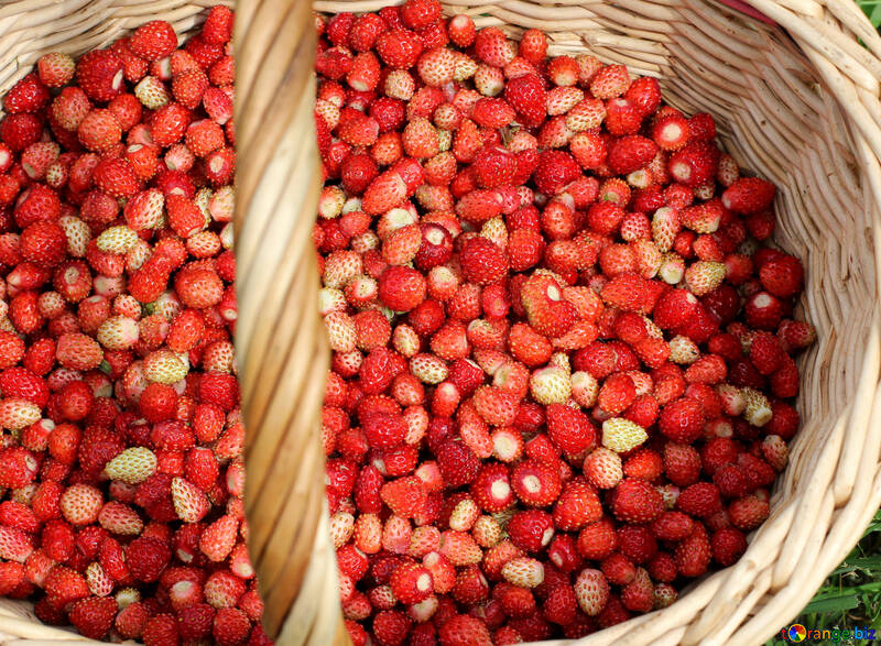 Collected strawberries №26028