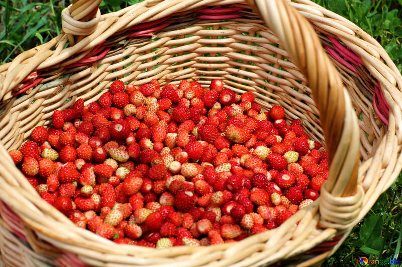 Harvesting strawberries №26026