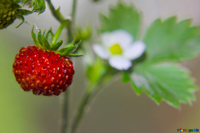 Sweet strawberries №26012