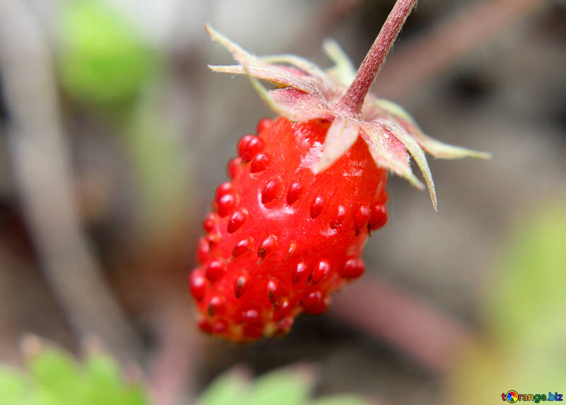 Tasty strawberries №26036