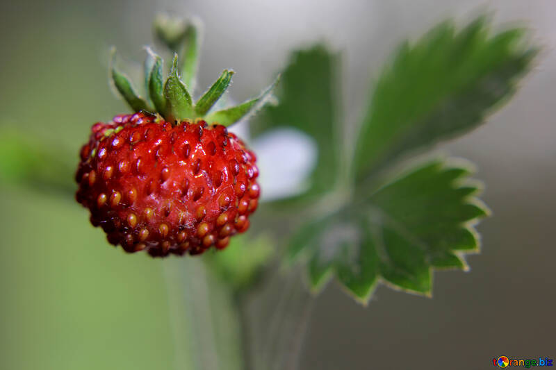Useful strawberries №26008