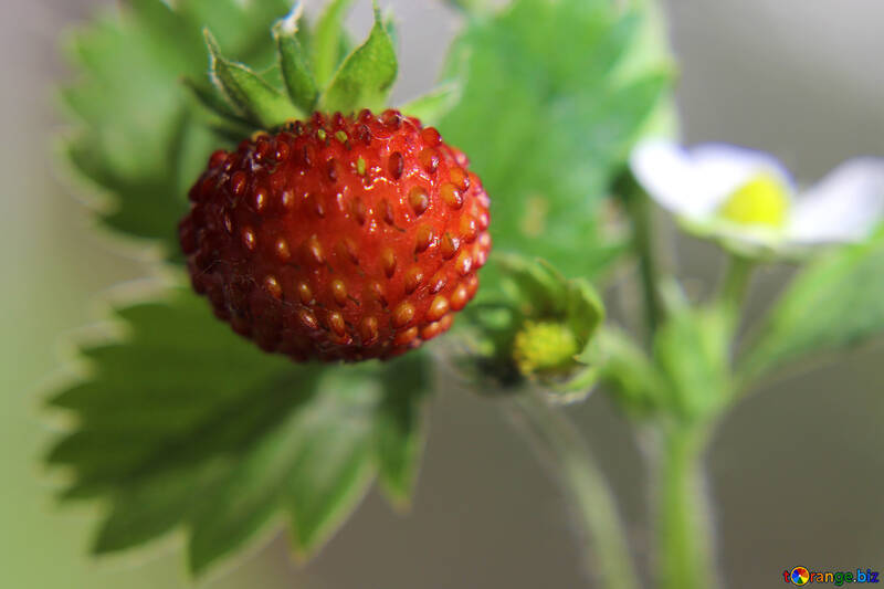 Hintergrundbilder für desktop Erdbeeren №26010