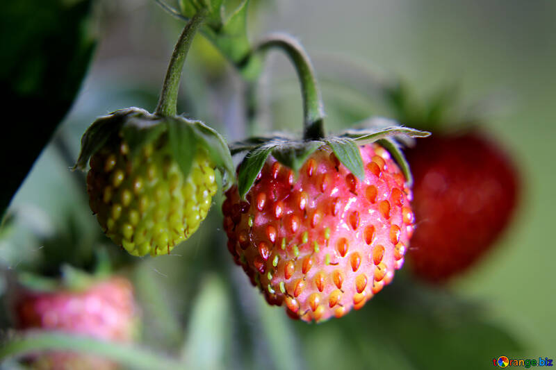 Strawberry №26019