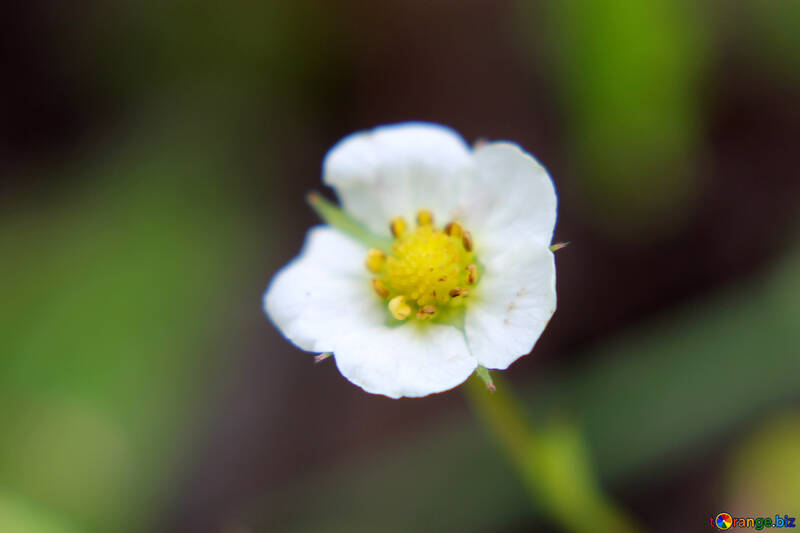 Erdbeere Blüte №26056