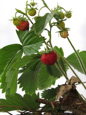 Wilde Erdbeeren auf weißem Hintergrund №27539