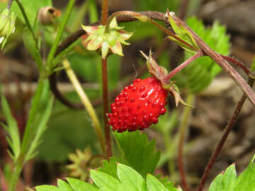 Erdbeere №27633