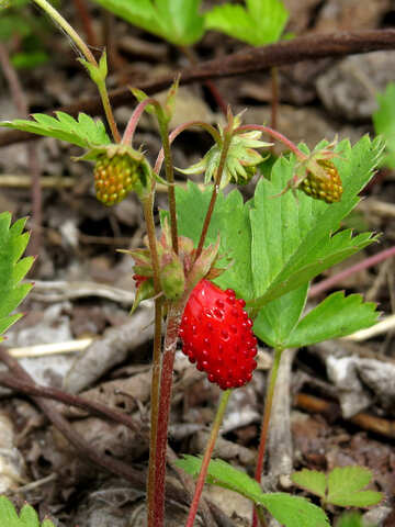 Strawberry №27645