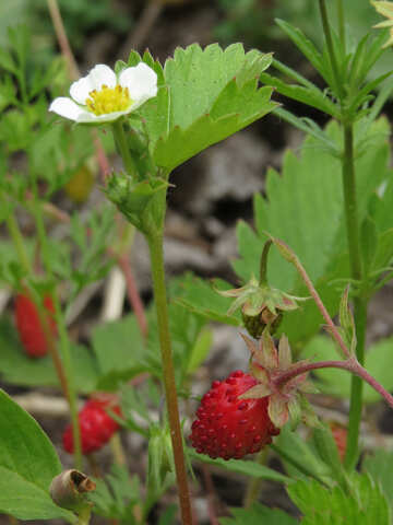 Strawberry bush №27643
