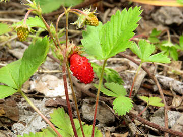 Strawberry growing in the forest №27635