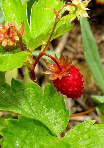 Wild strawberry №27620