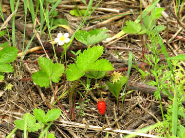 Collecting strawberries in the woods №27616