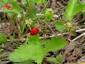 Ripe strawberries №27611