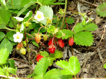 Strawberries from the forest №27593