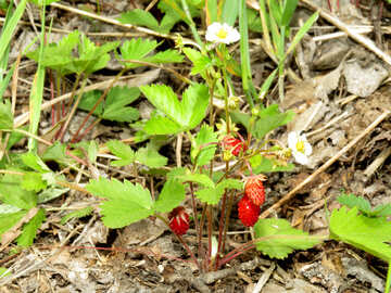 Strawberries on the ground №27592