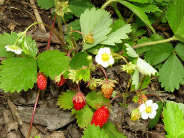 Strawberries in the woods №27589