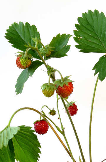 Erdbeeren auf weißem Hintergrund №27575
