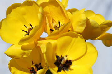 Bouquet jaune №27457
