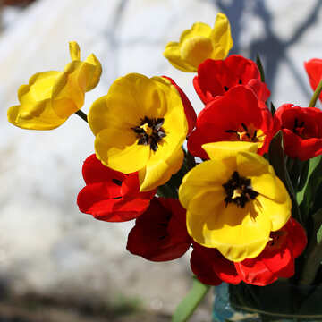 Bouquet de tulipes №27419