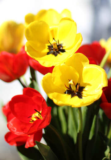 Ramo de tulipanes №27429