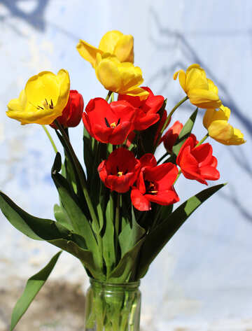 Bouquet von roten und gelben Tulpen №27442